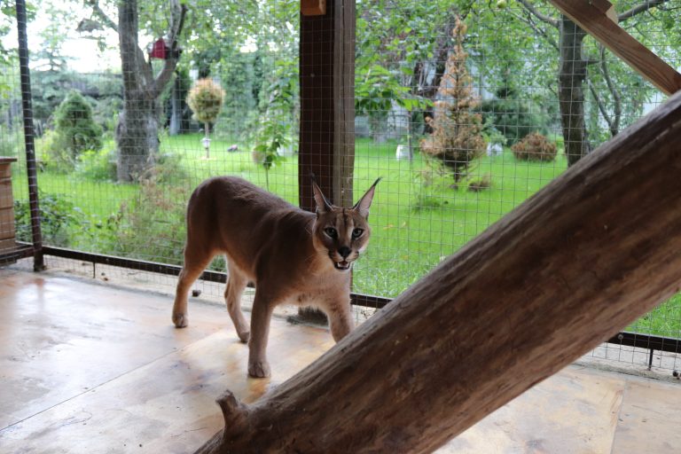 Caracal Royalpridecats