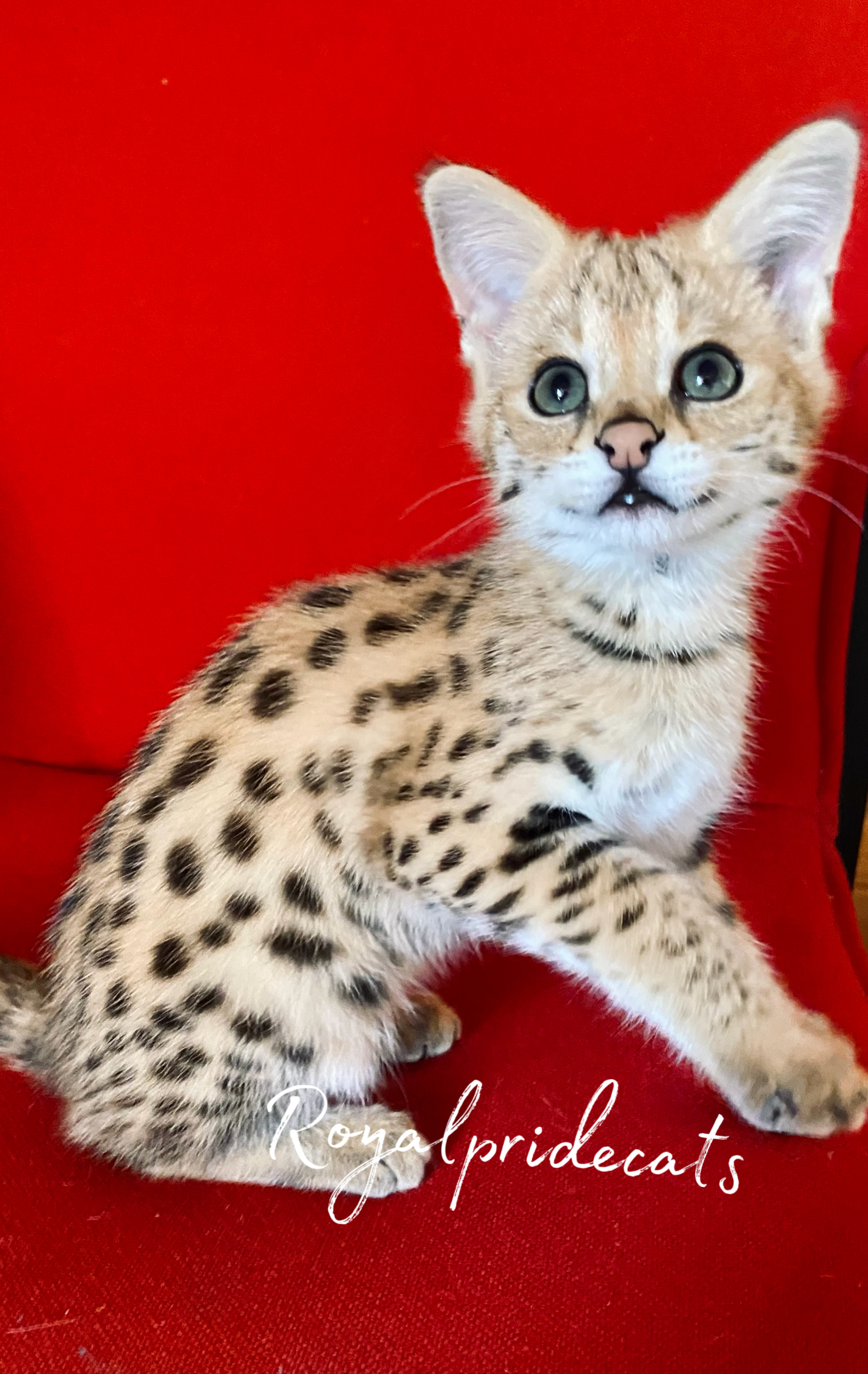 A unique beauty, serval looking F1HP “Miracle”