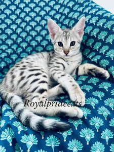Очаровательная серебристая Саванна F2: Купите своего великолепного котенка в Киеве
