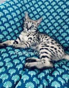 Exquisite Savannah F2 Kitten: Golden Fur & Bright Spots