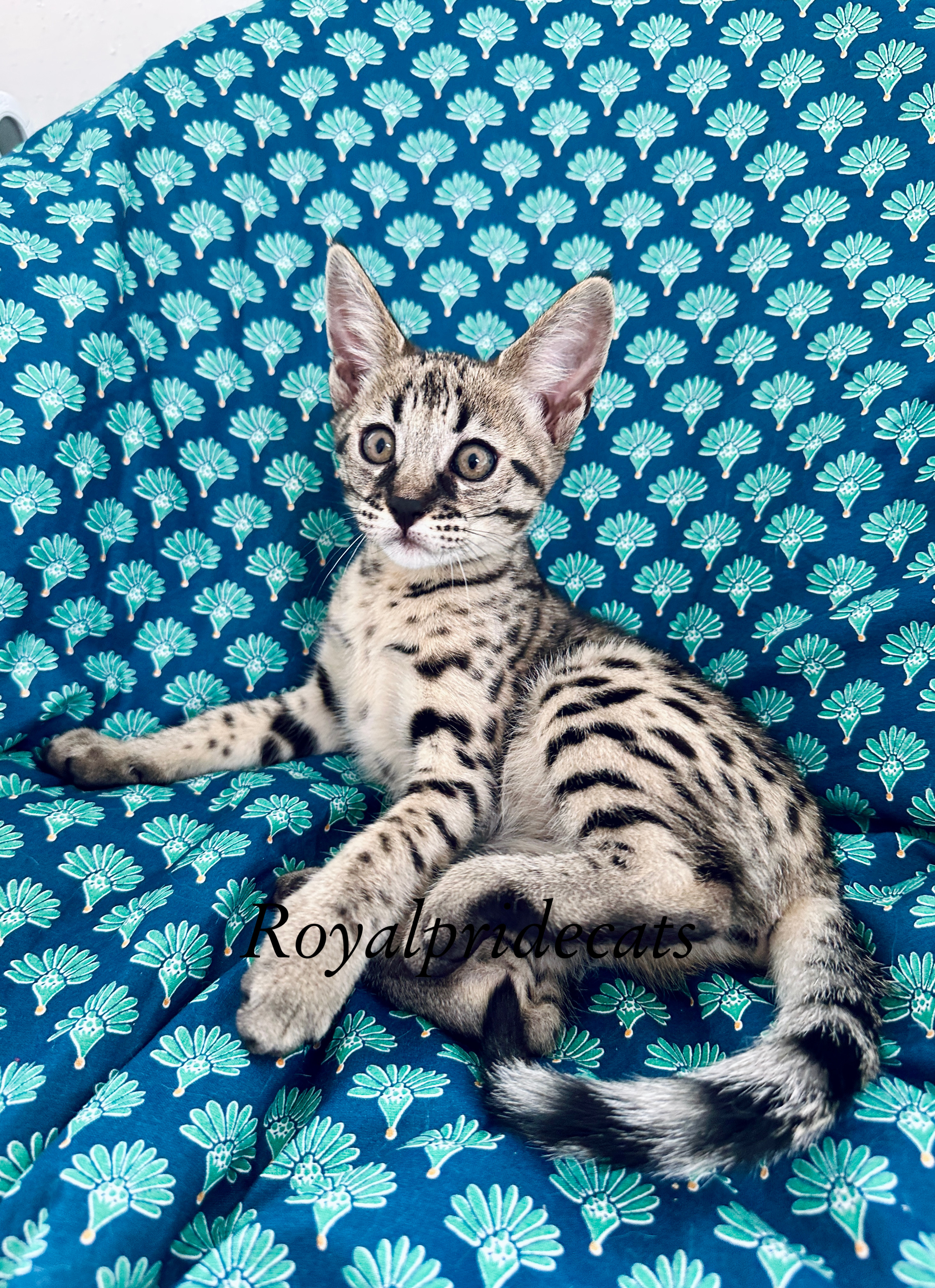 Exquisite Savannah F2 Kitten: Golden Fur & Bright Spots