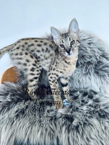 Golden Fur Marvel: F2 Tsunami - Savannah F2 Kitten in Kyiv