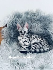 КОТЕНОК ЗАБРОНИРОВАН Саванна Ф2 Орион  - настоящий брилиант нашего питомника.