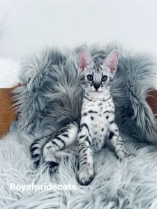 КОТЕНОК ЗАБРОНИРОВАН Саванна Ф2 Орион  - настоящий брилиант нашего питомника.