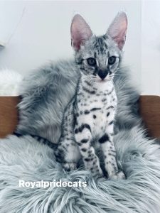 КОТЕНОК ЗАБРОНИРОВАН Саванна Ф2 Орион  - настоящий брилиант нашего питомника.