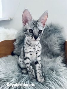 КОТЕНОК ЗАБРОНИРОВАН Саванна Ф2 Орион  - настоящий брилиант нашего питомника.