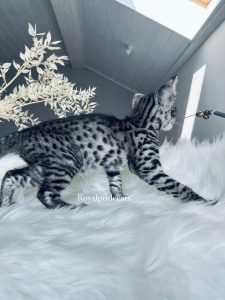 КОТЕНОК ЗАБРОНИРОВАН Grizzly, потрясающий тёмно-серебристый мальчик саванна Ф2