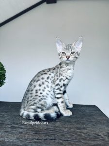 КОТЕНОК ЗАБРОНИРОВАН F2 Саванна Маршмеллоу – редкая красавица с эксклюзивным окрасом