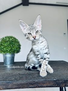 КОТЕНОК ЗАБРОНИРОВАН F2 Саванна Маршмеллоу – редкая красавица с эксклюзивным окрасом