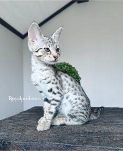 КОТЕНОК ЗАБРОНИРОВАН F2 Саванна Маршмеллоу – редкая красавица с эксклюзивным окрасом