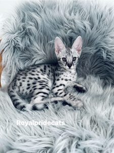 КОТЕНОК ЗАБРОНИРОВАН Саванна Ф2 Орион  - настоящий брилиант нашего питомника.