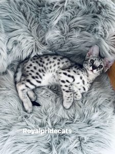 КОТЕНОК ЗАБРОНИРОВАН Саванна Ф2 Орион  - настоящий брилиант нашего питомника.