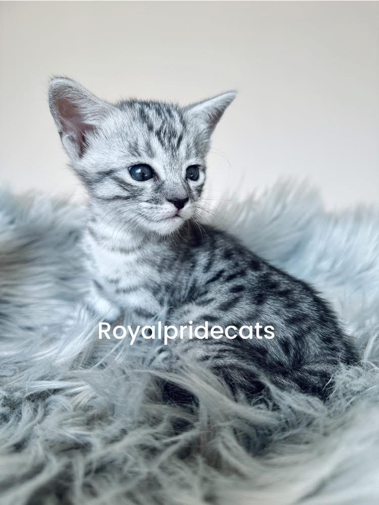 KITTEN IS BOOKED Light Silver savannah F3 girl - Stella