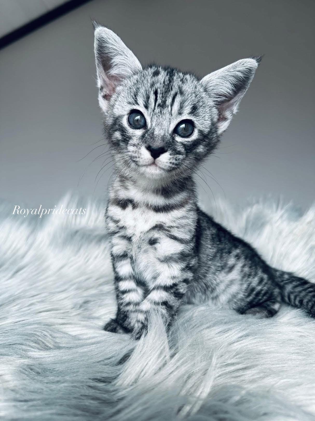 Мальчик Саванна Ф3 Fumidus, дымное серебро