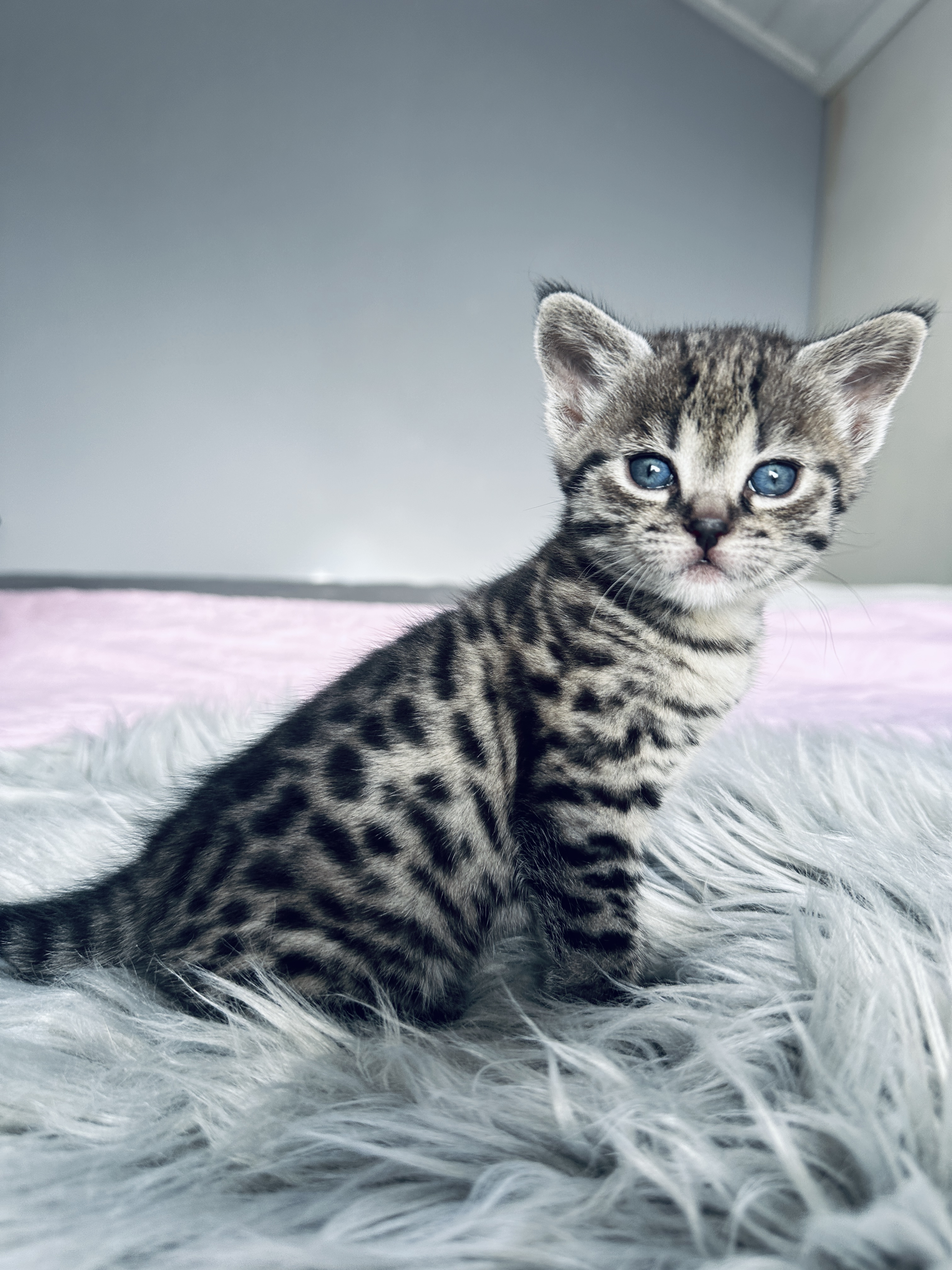 Silver Savannah F2 baby girl Silver Savannah F2 baby girl