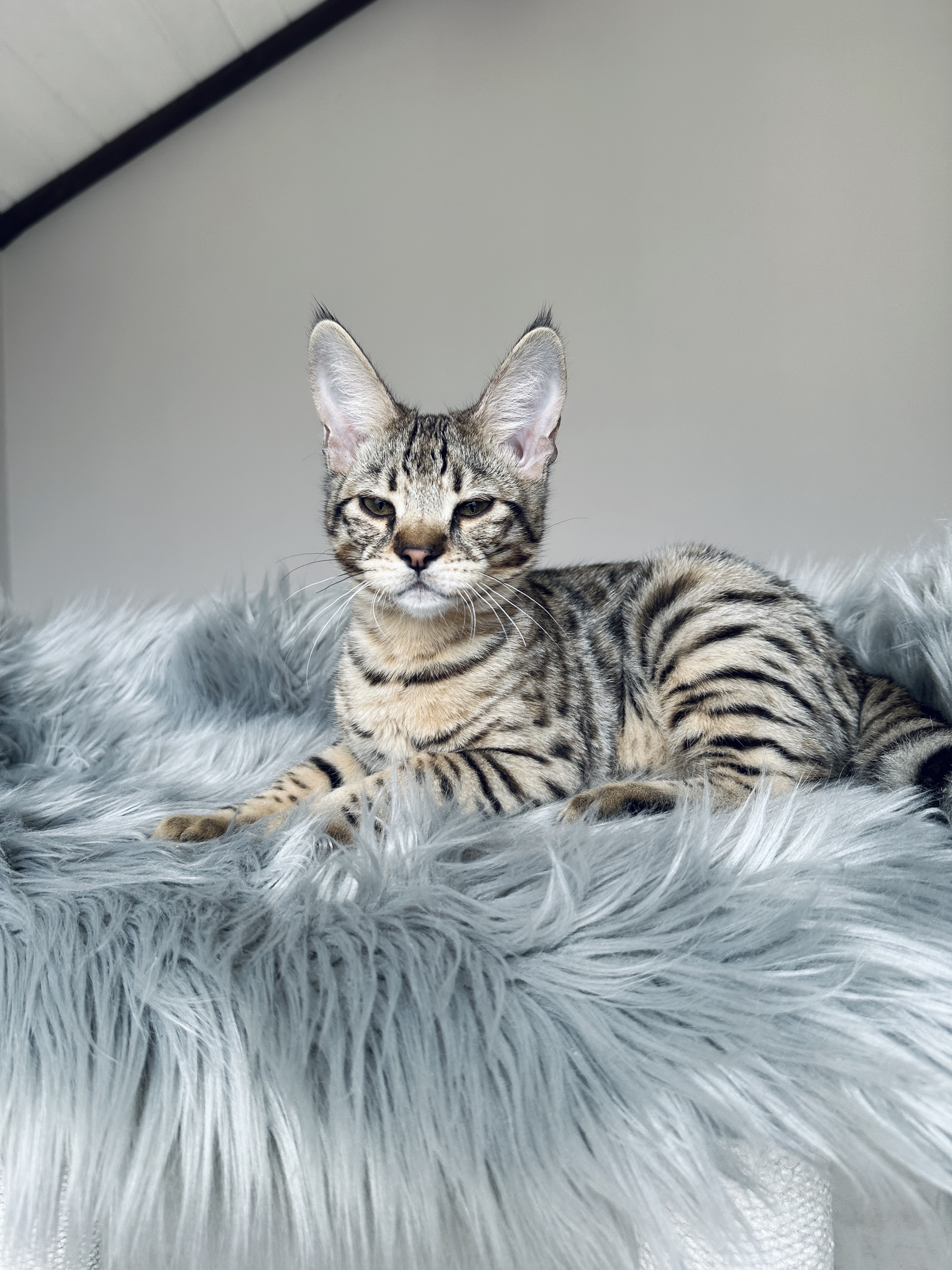 Прекрасный мальчик - Саванна Ф2 Прекрасный мальчик - Саванна Ф2