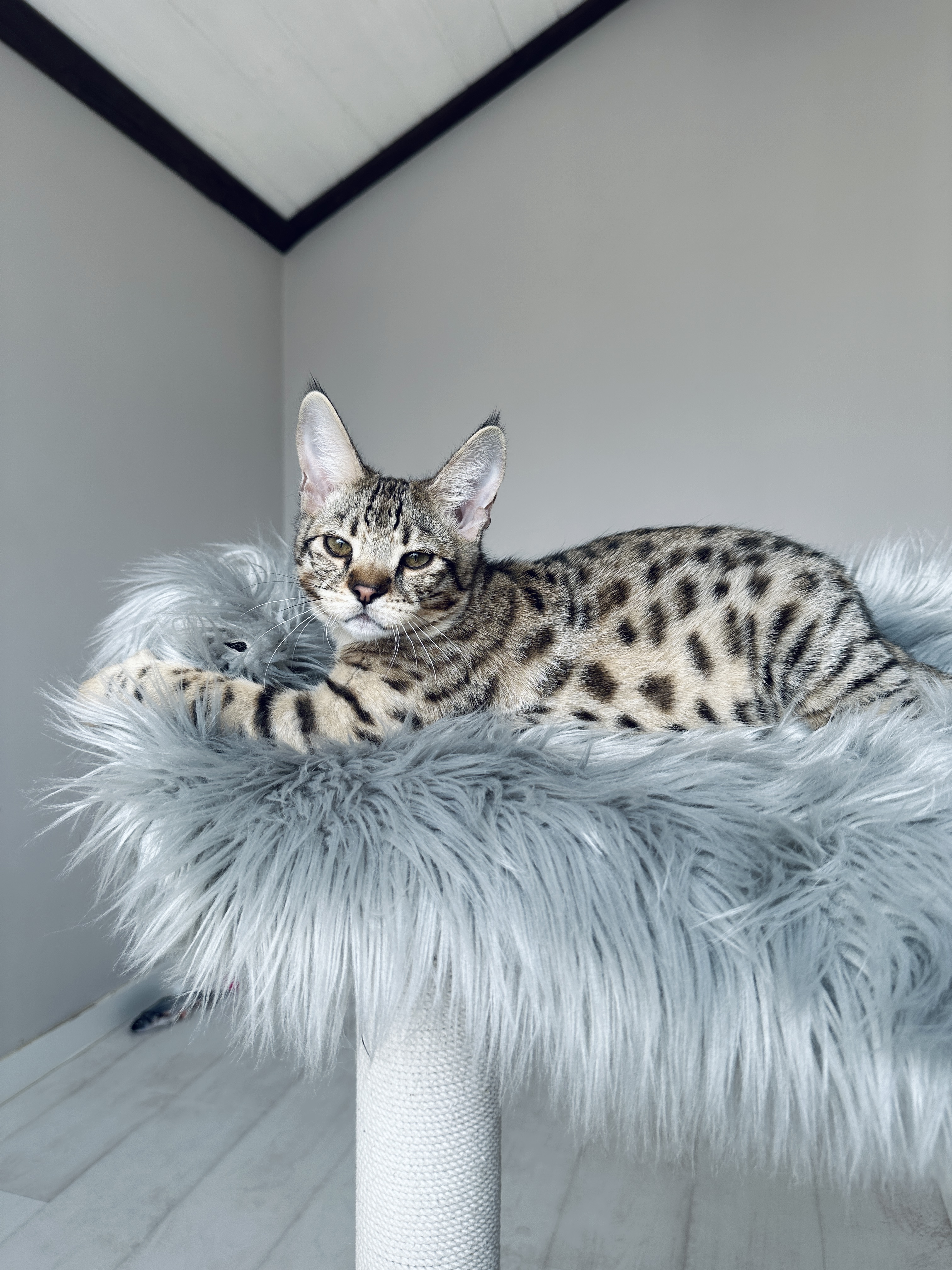 Прекрасный мальчик - Саванна Ф2