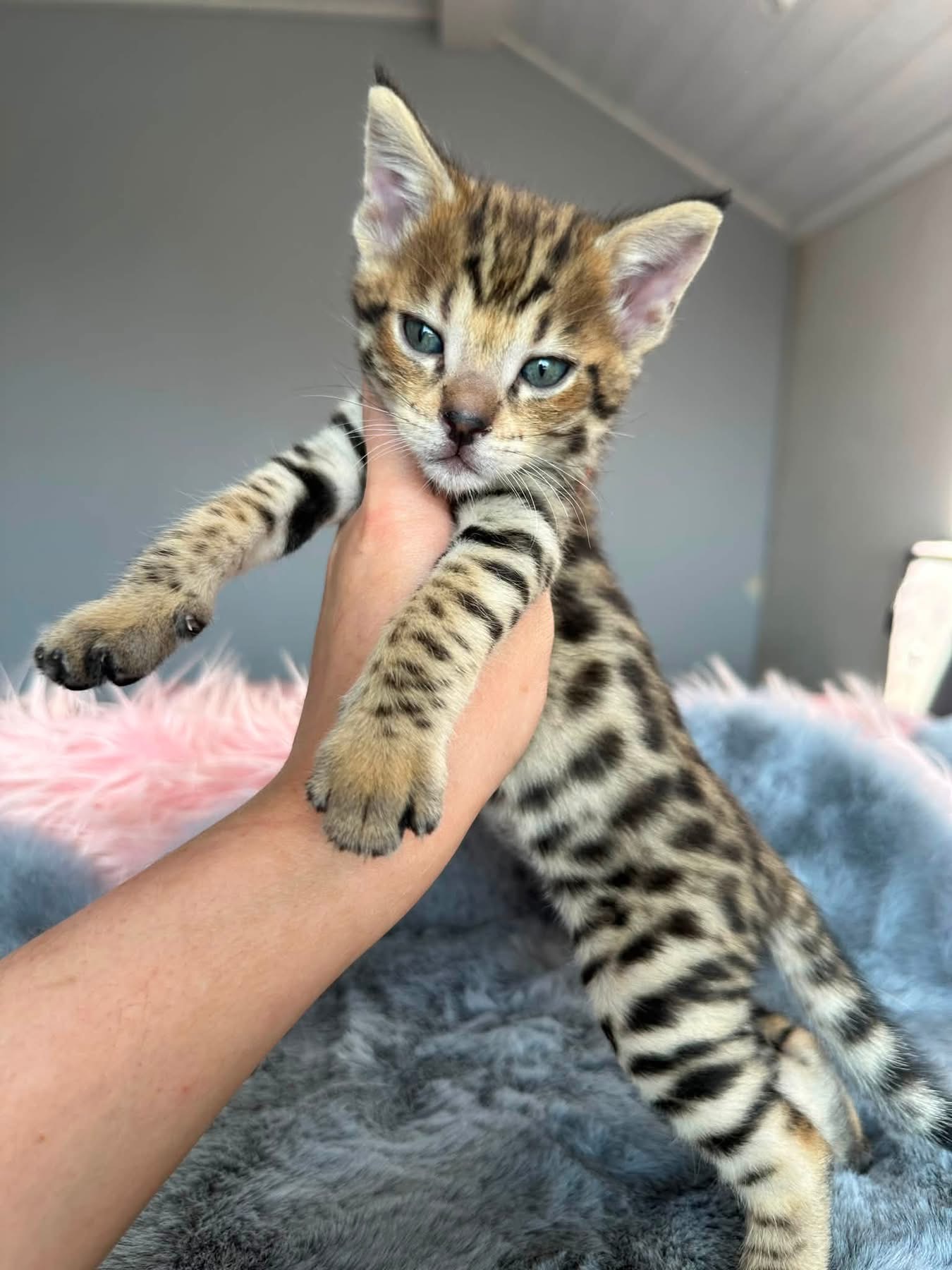 Huge baby boy F2 Radan Huge baby boy F2 Radan