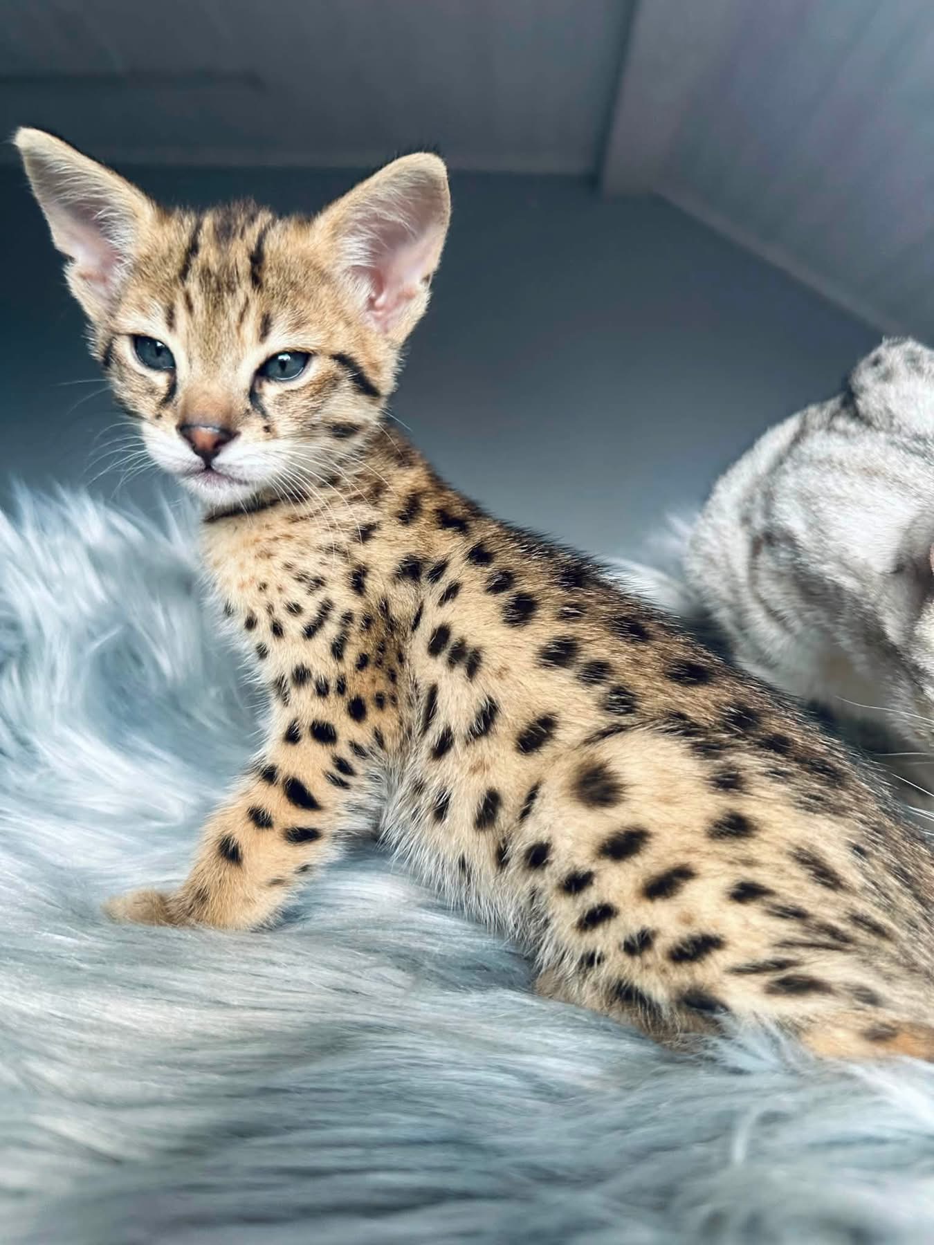 Amazingly beautiful F2 girl Cheetah