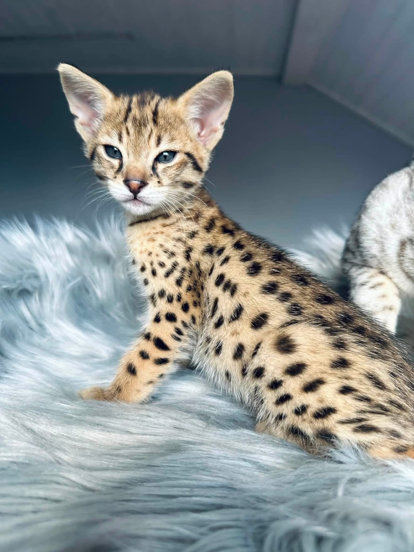 Amazingly beautiful F2 girl Cheetah Amazingly beautiful F2 girl Cheetah